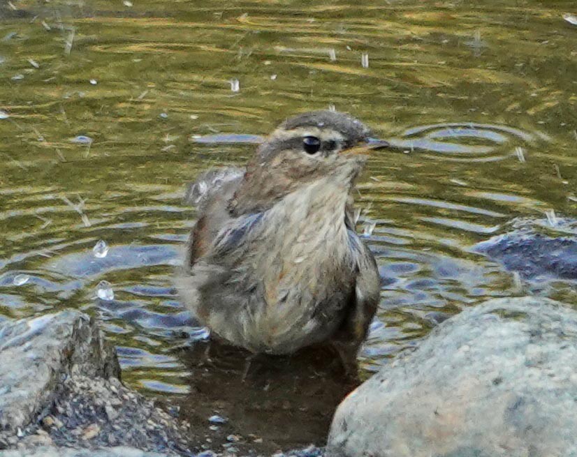 Mosquitero Sombrío - ML379957081