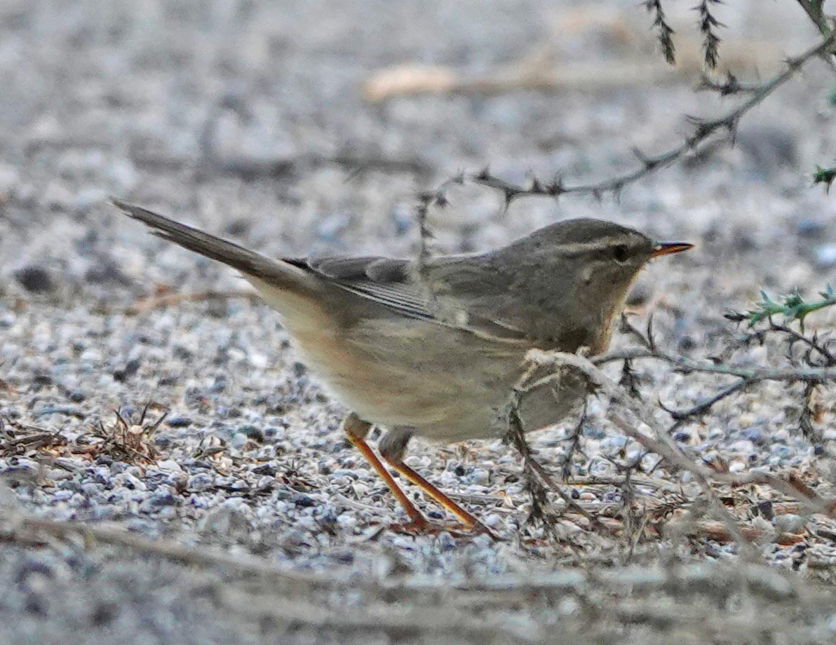 Dusky Warbler - ML379957091