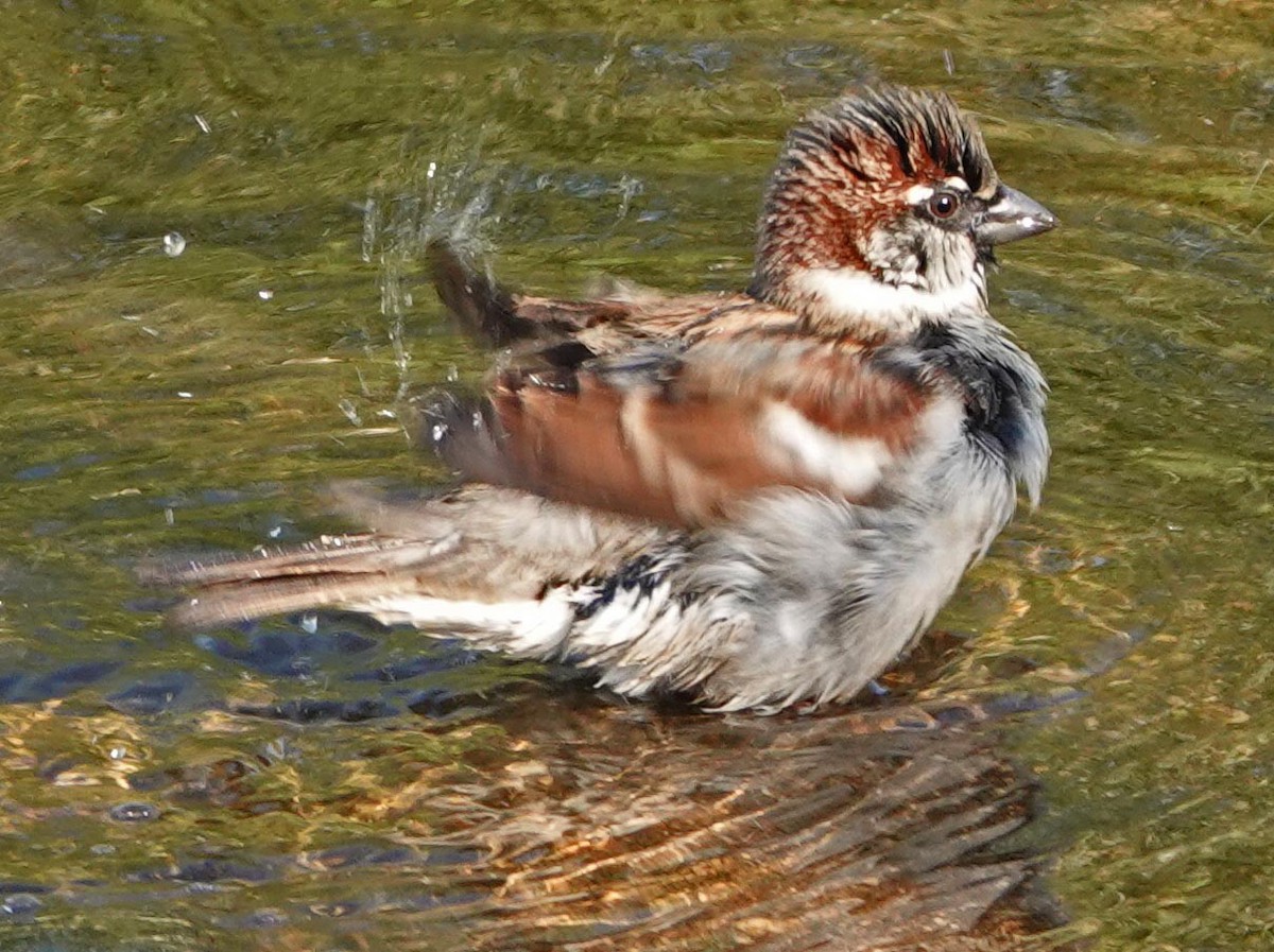 House Sparrow - ML379957711