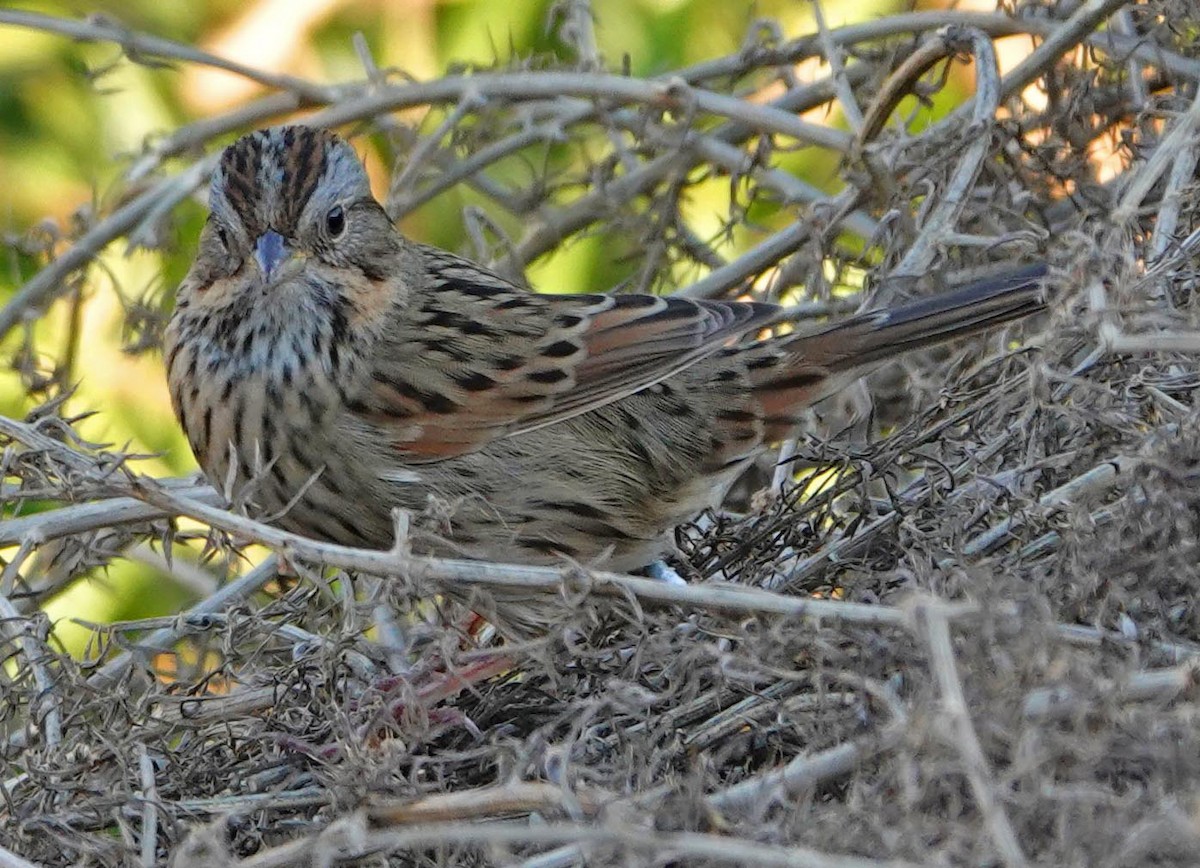 Lincoln's Sparrow - ML379958371