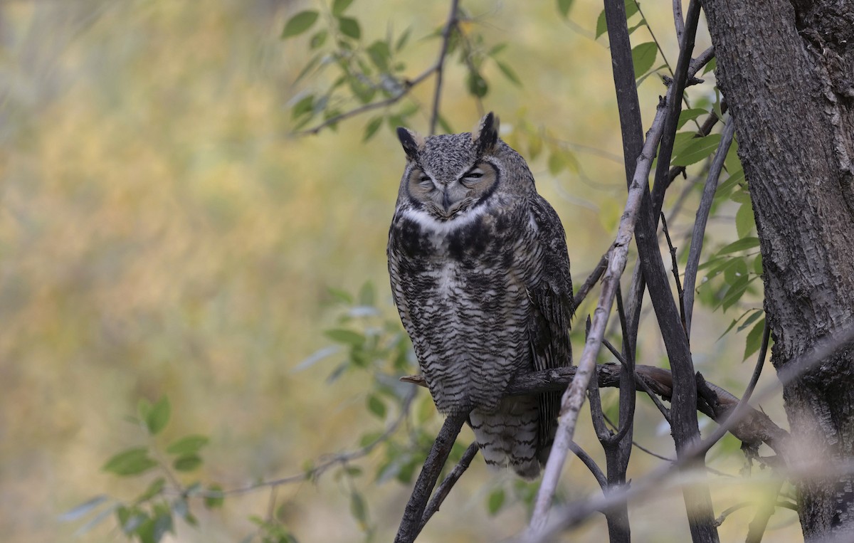 Great Horned Owl - Timo Mitzen