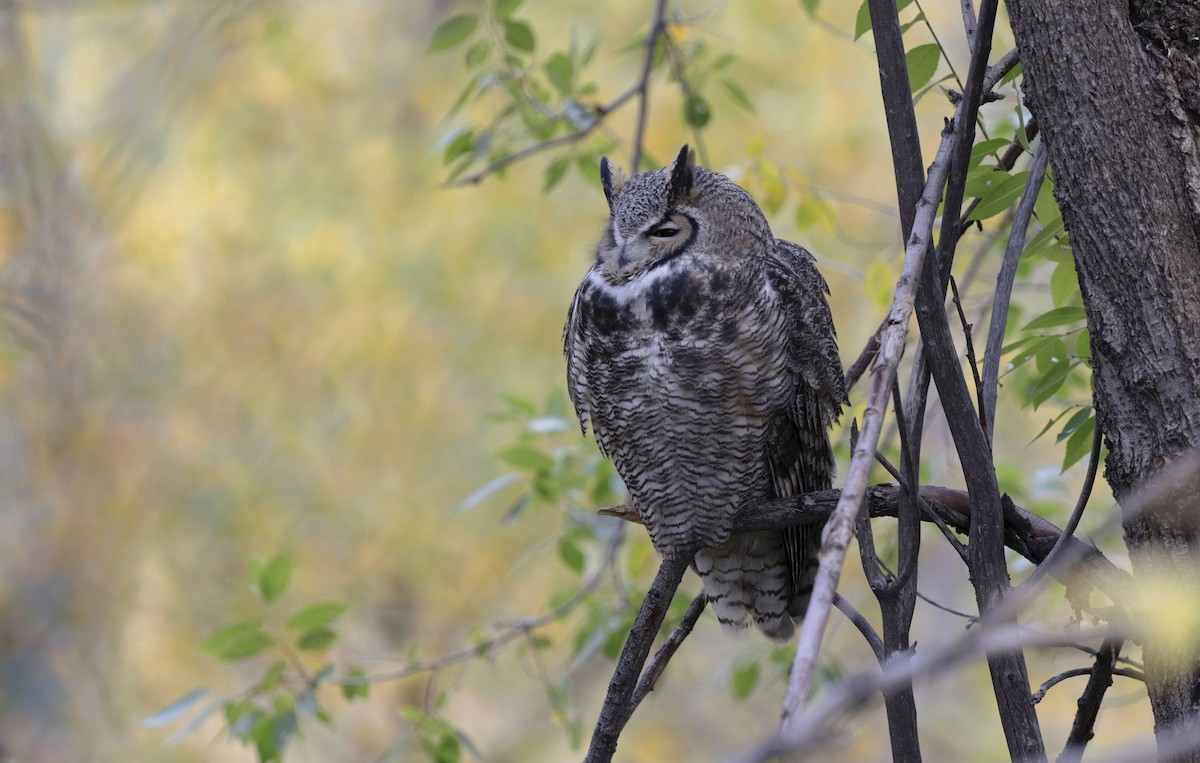 Great Horned Owl - Timo Mitzen