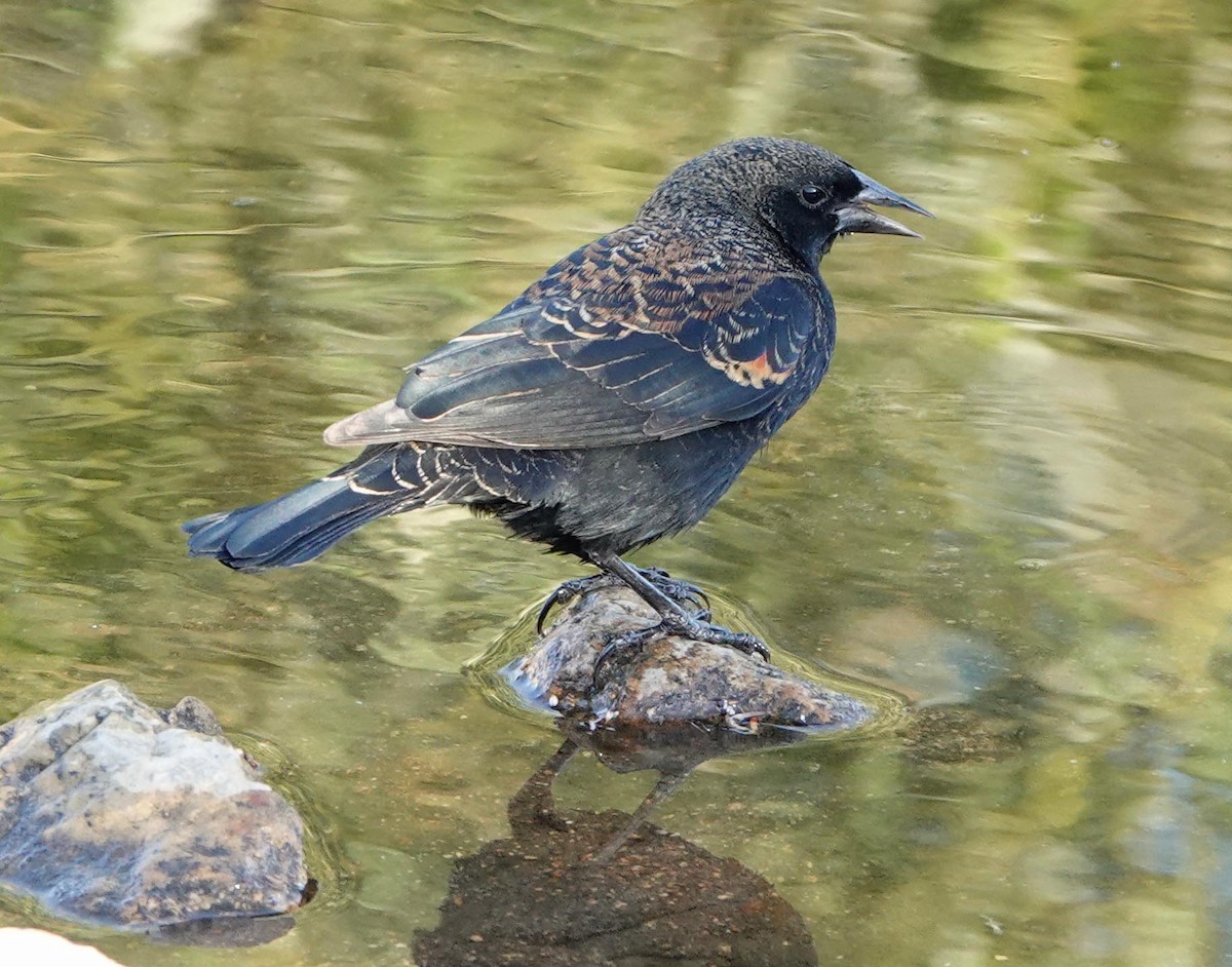 Red-winged Blackbird - ML379958401