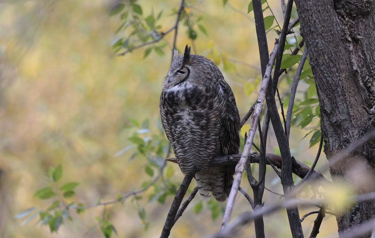 Great Horned Owl - Timo Mitzen