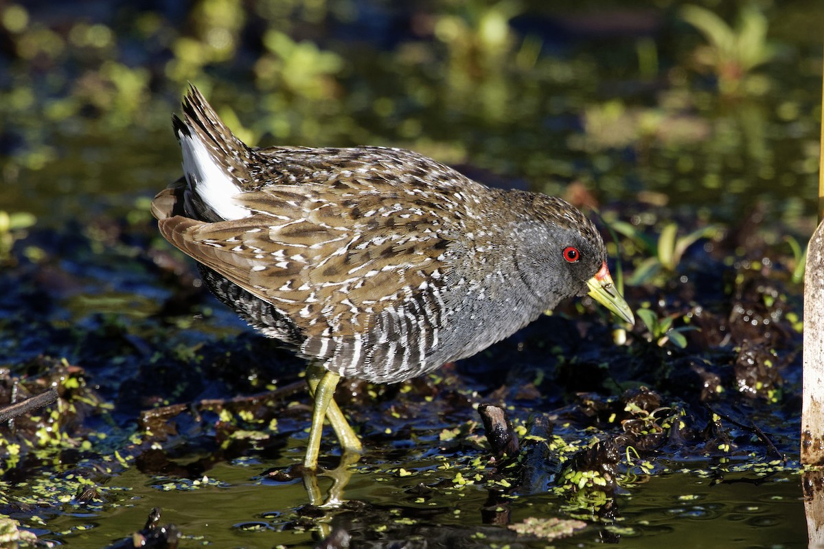 Australian Crake - ML379958581