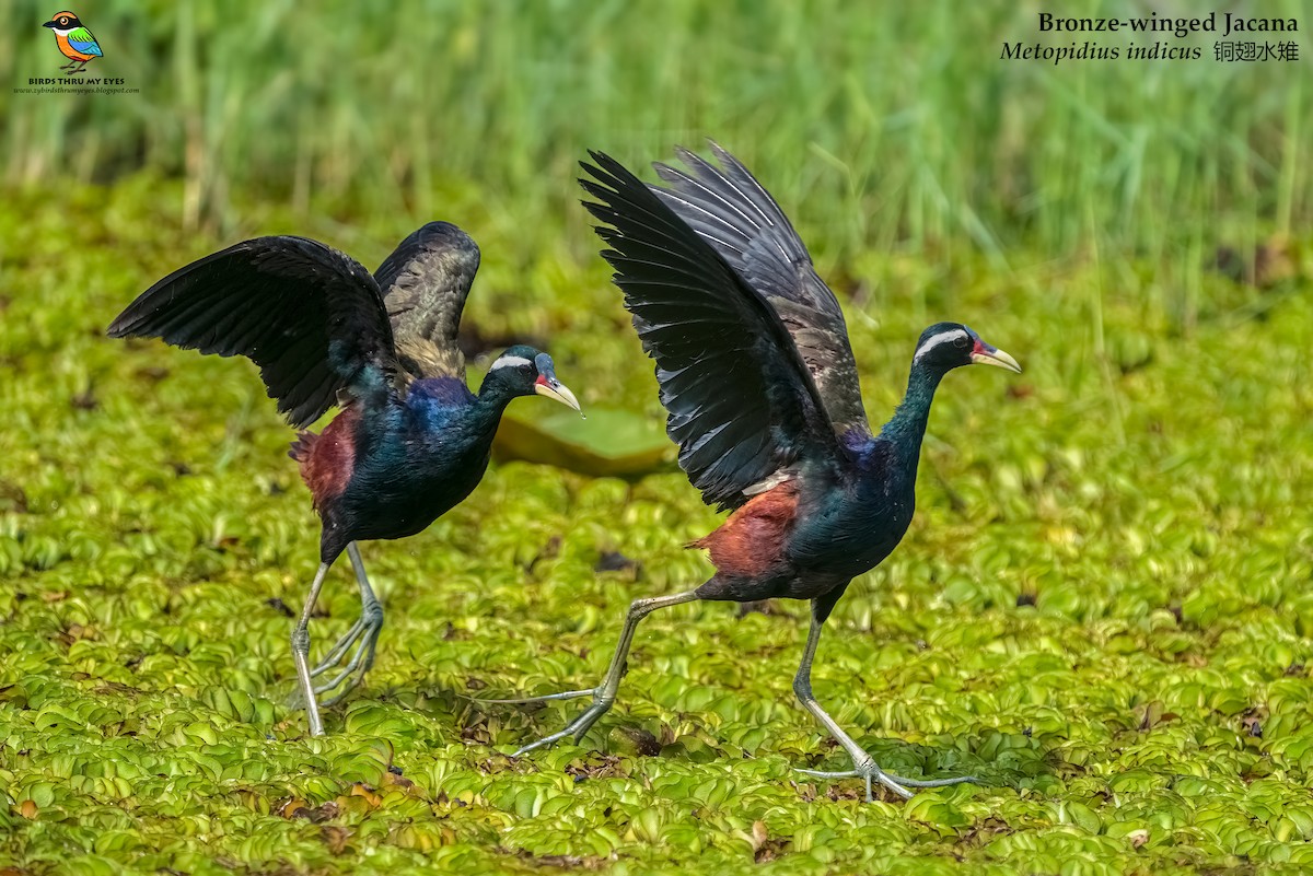 Bronze-winged Jacana - Zhong Ying Koay