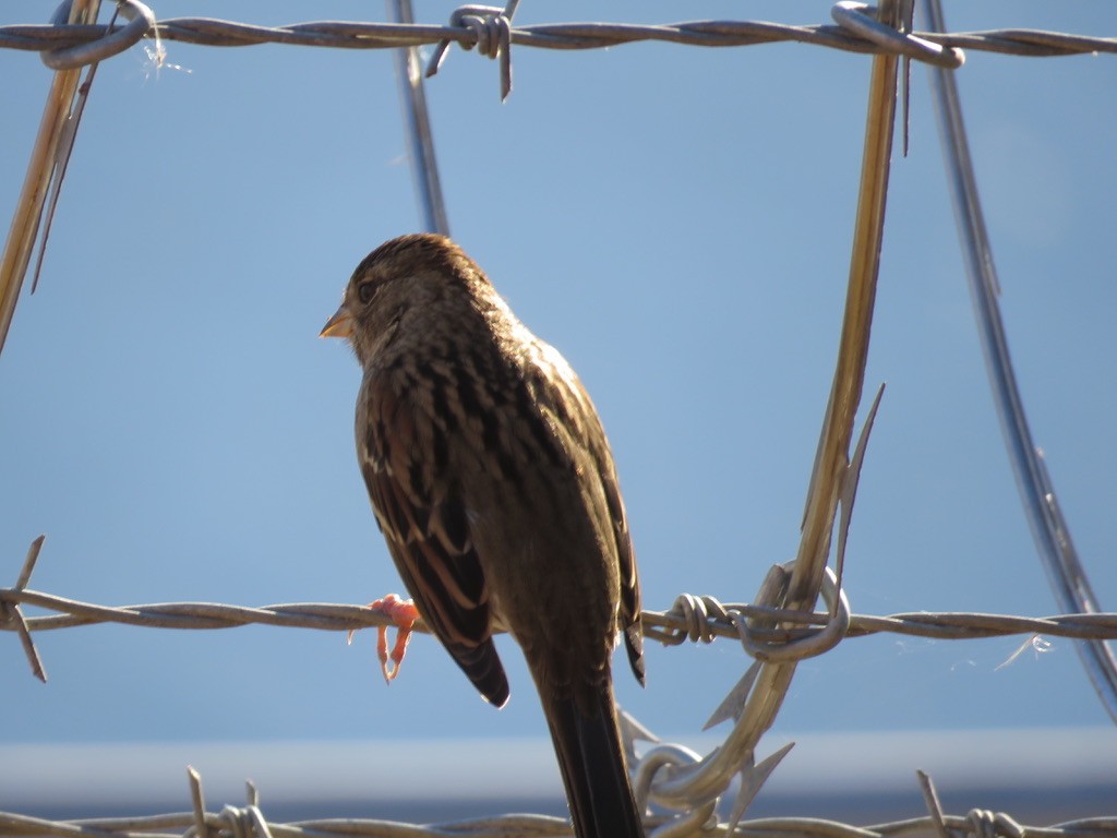 Golden-crowned Sparrow - ML379959791