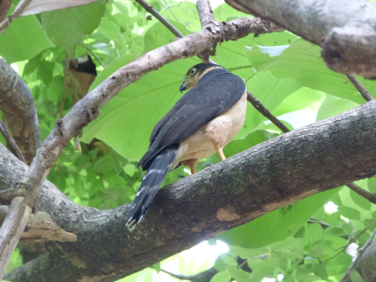 Collared Forest-Falcon - Cenaida Moncada