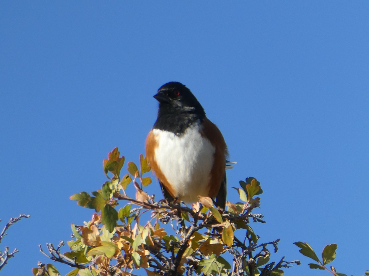 Spotted Towhee - ML379964121