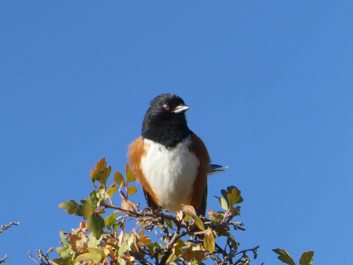 Spotted Towhee - ML379964141