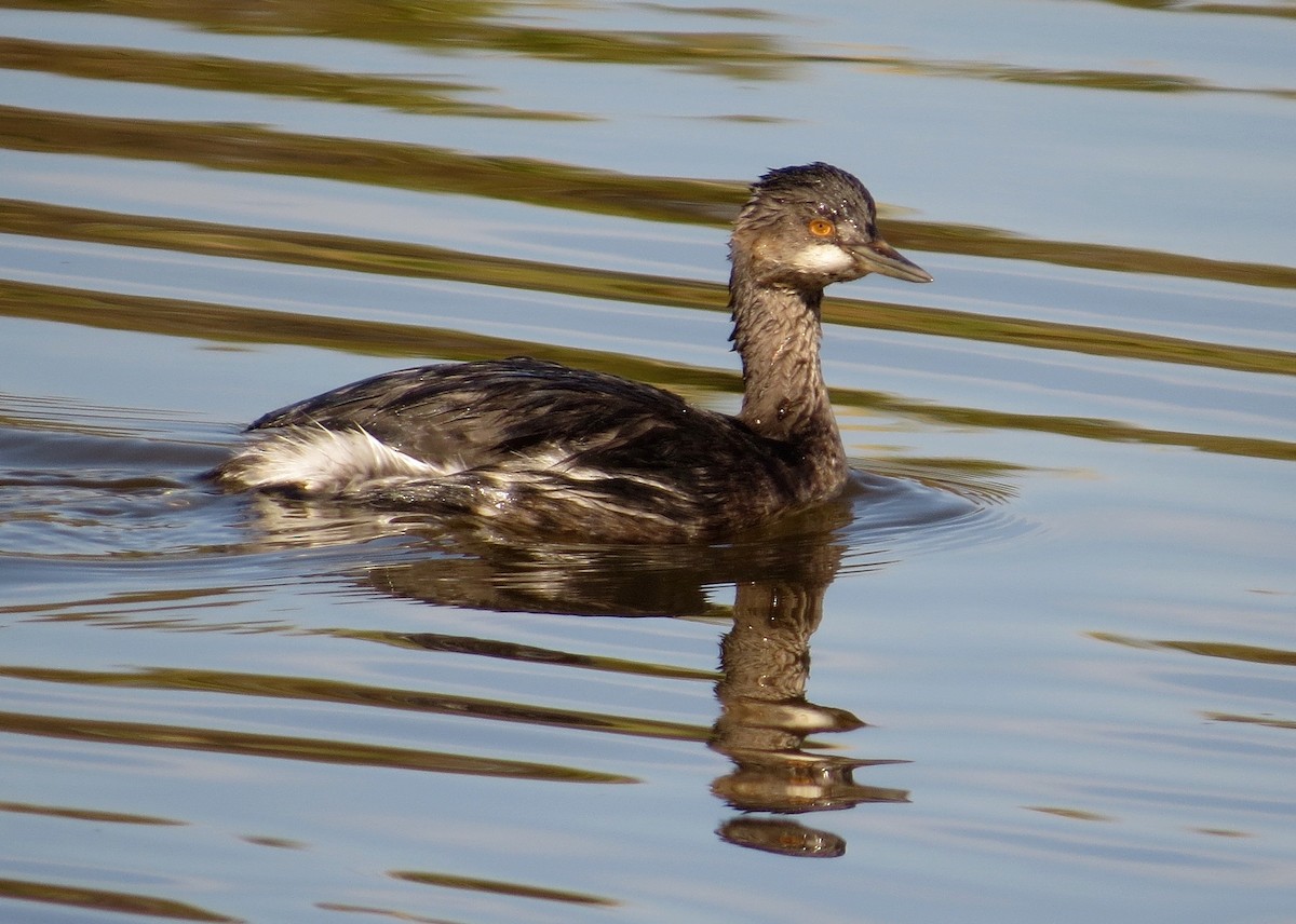 Eared Grebe - Petra Clayton