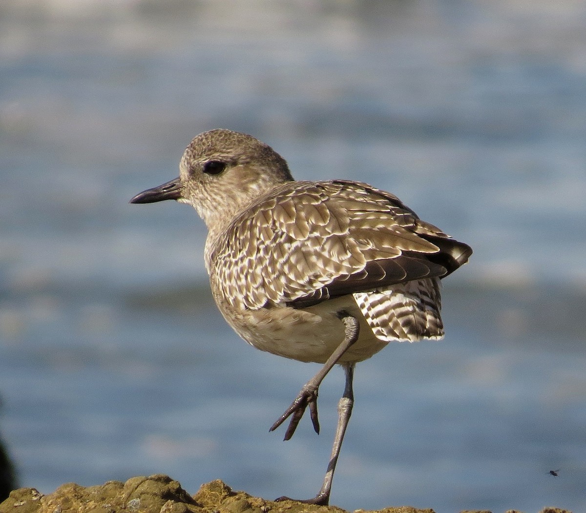 Black-bellied Plover - Petra Clayton