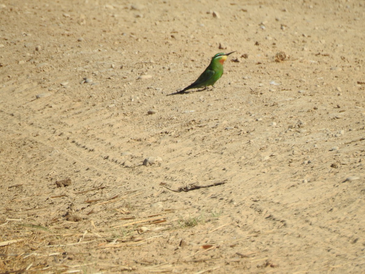 Blue-cheeked Bee-eater - ML379964861