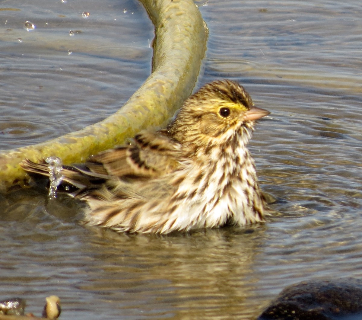 Savannah Sparrow - ML37996561