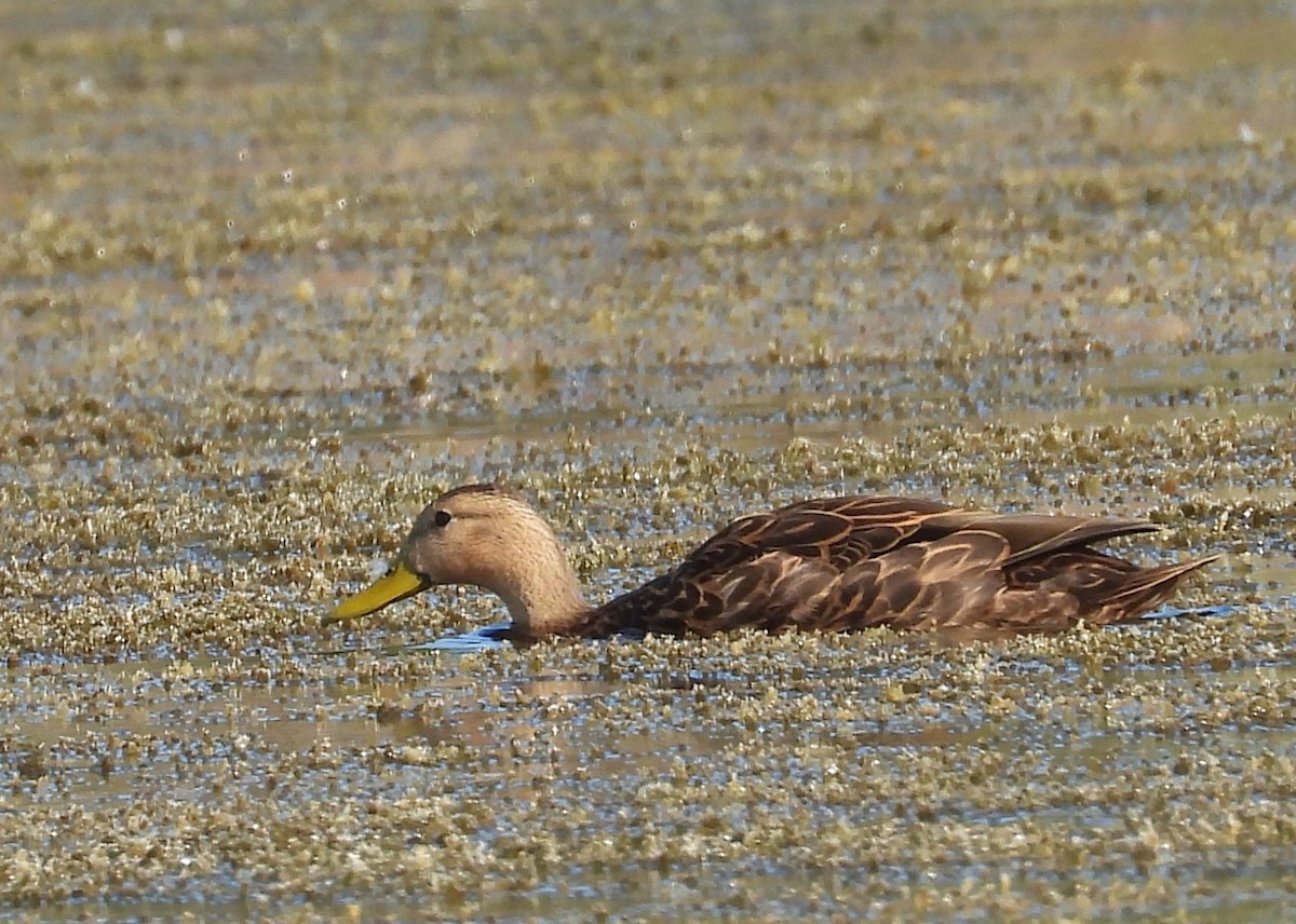 Mottled Duck - ML379965611