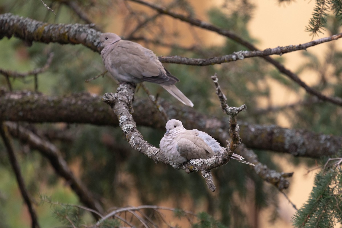 Eurasian Collared-Dove - Kalvin Chan