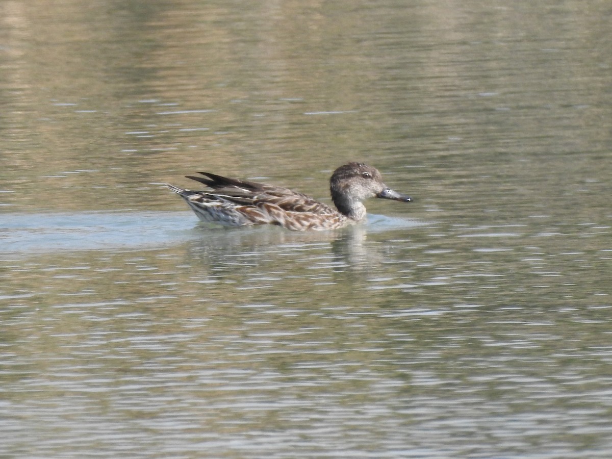 Green-winged Teal - Mohammad Kheylapoor