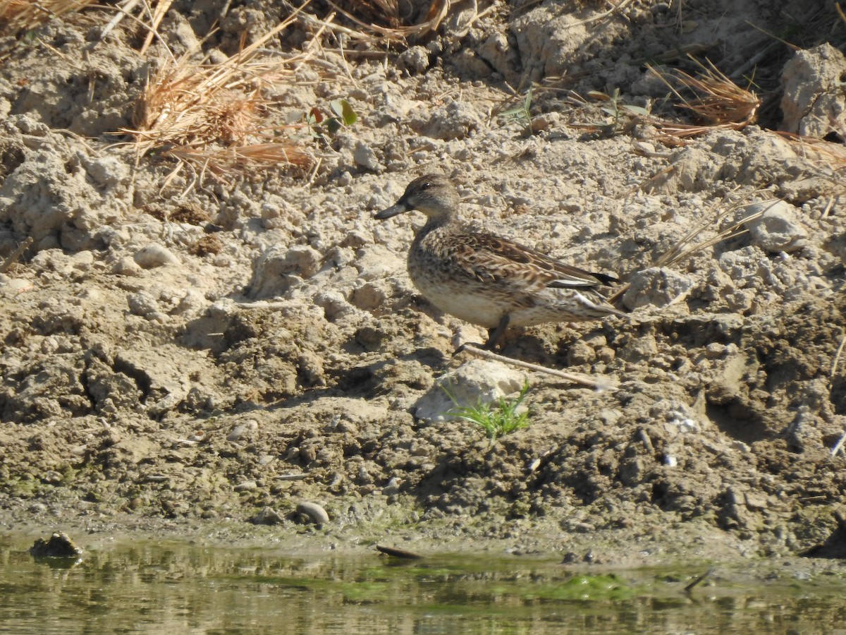 Green-winged Teal - Mohammad Kheylapoor