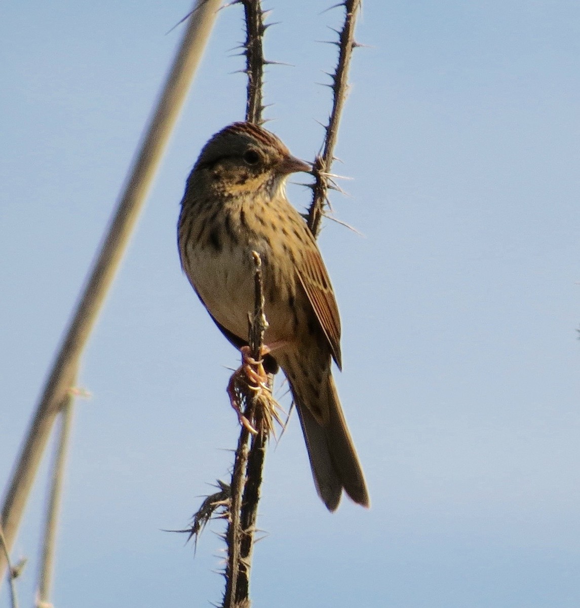 Lincoln's Sparrow - ML37996611