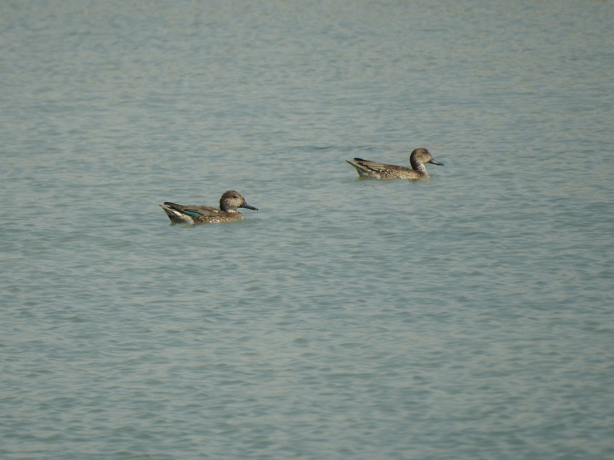 Green-winged Teal - Mohammad Kheylapoor