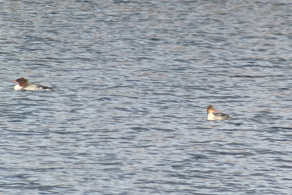 Red-breasted Merganser - ML379966171