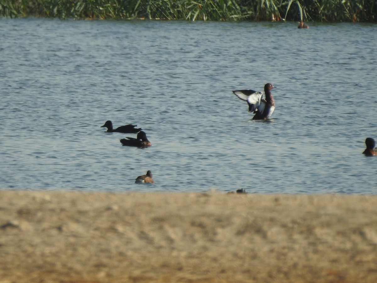 Ferruginous Duck - ML379966291