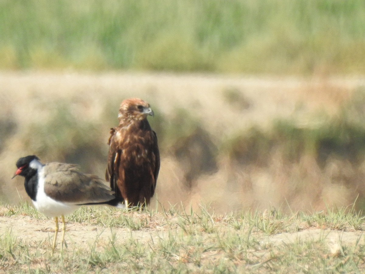 Red-wattled Lapwing - ML379966771