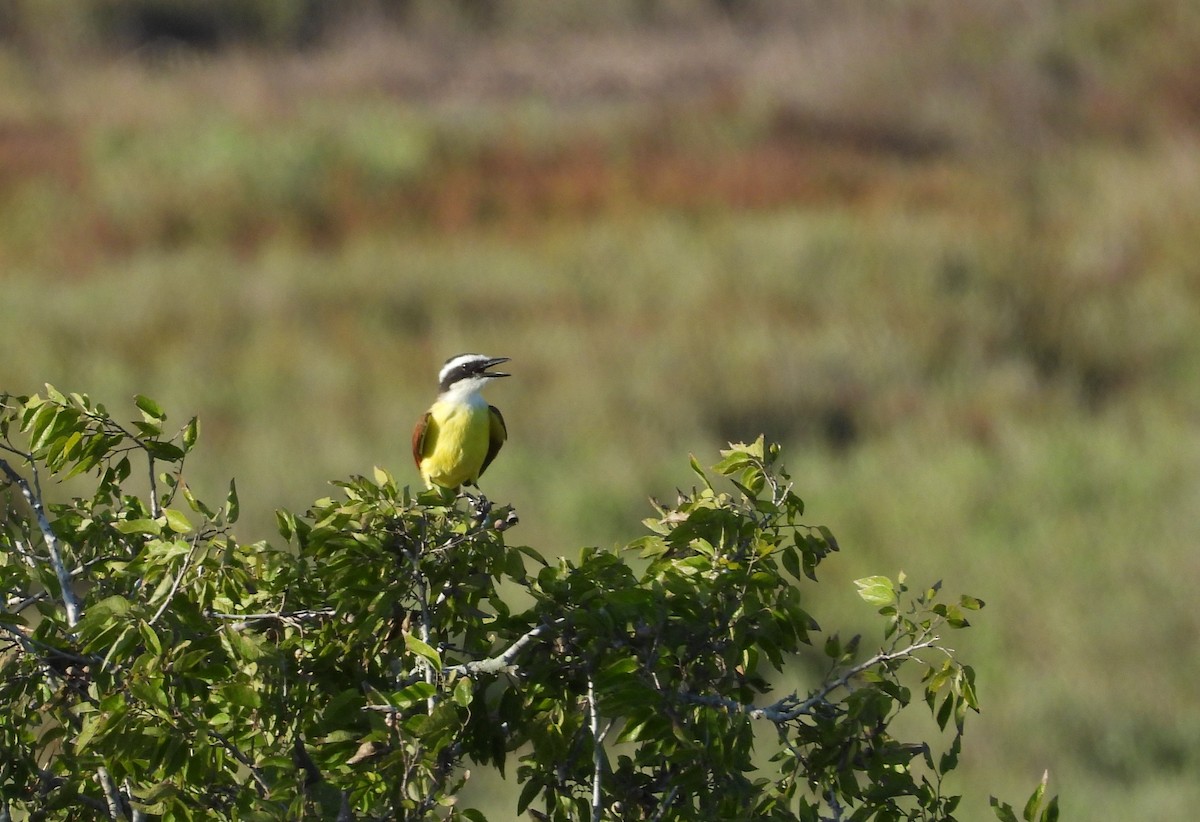 Great Kiskadee - ML379967281