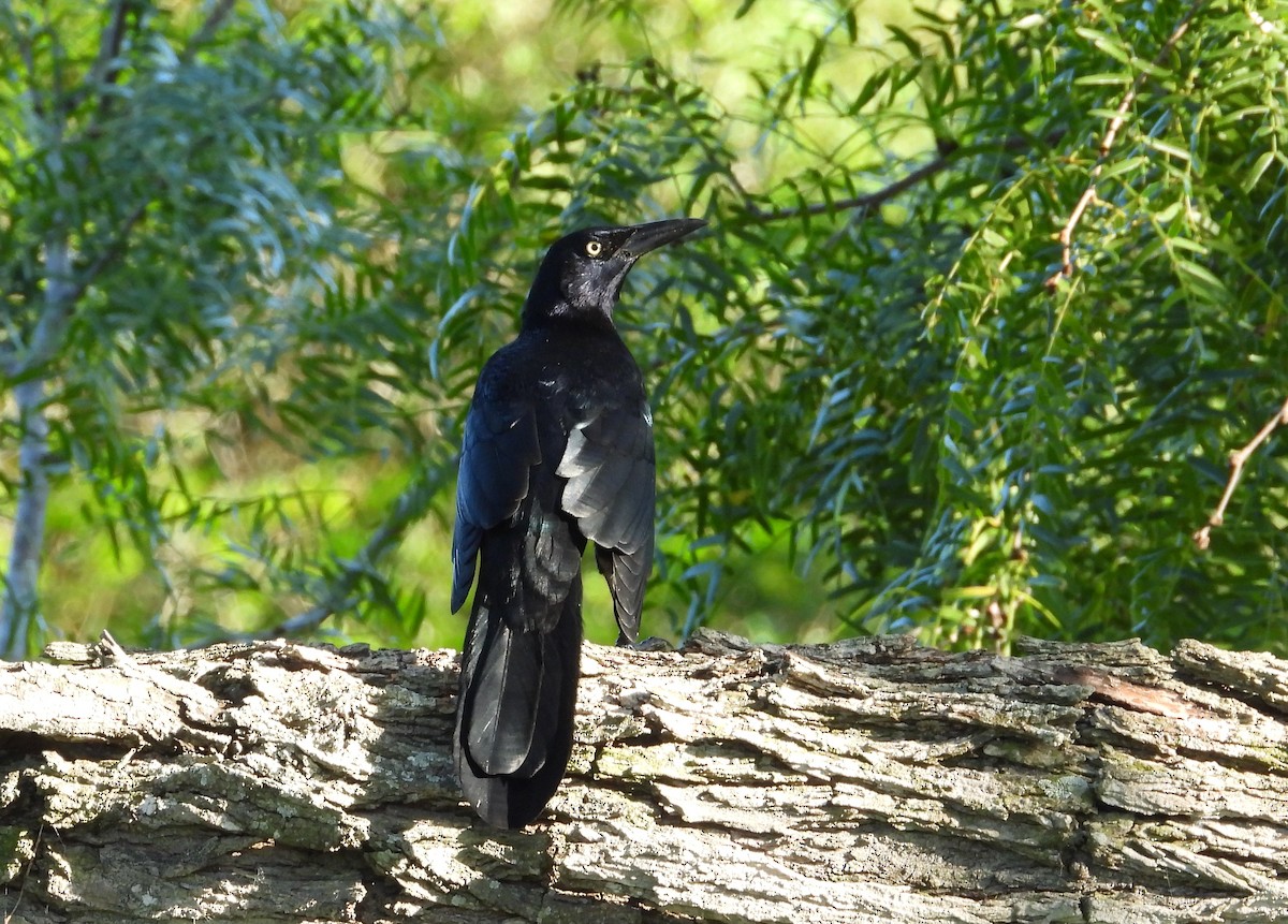 Great-tailed Grackle - ML379967681