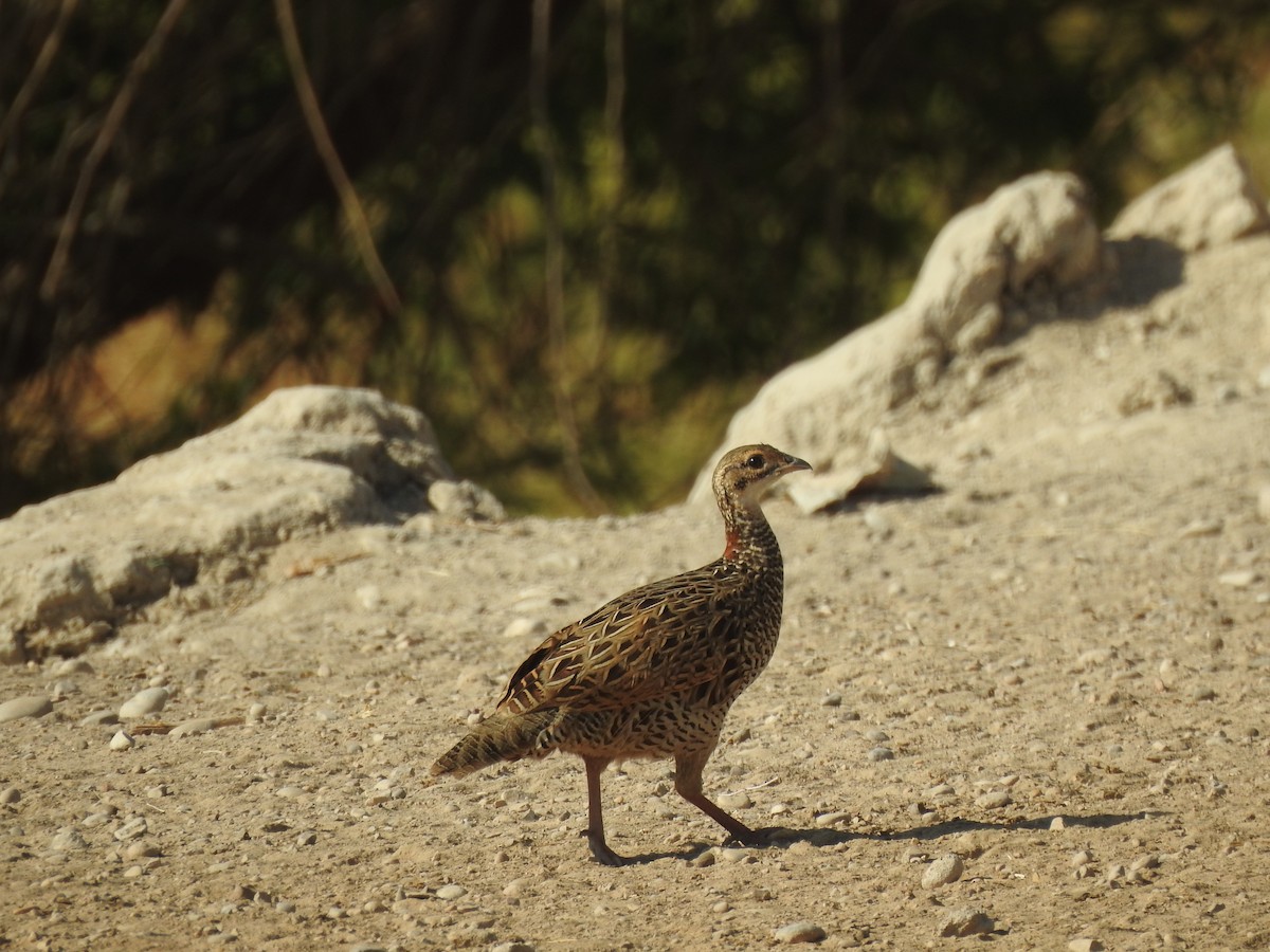 Black Francolin - ML379968011