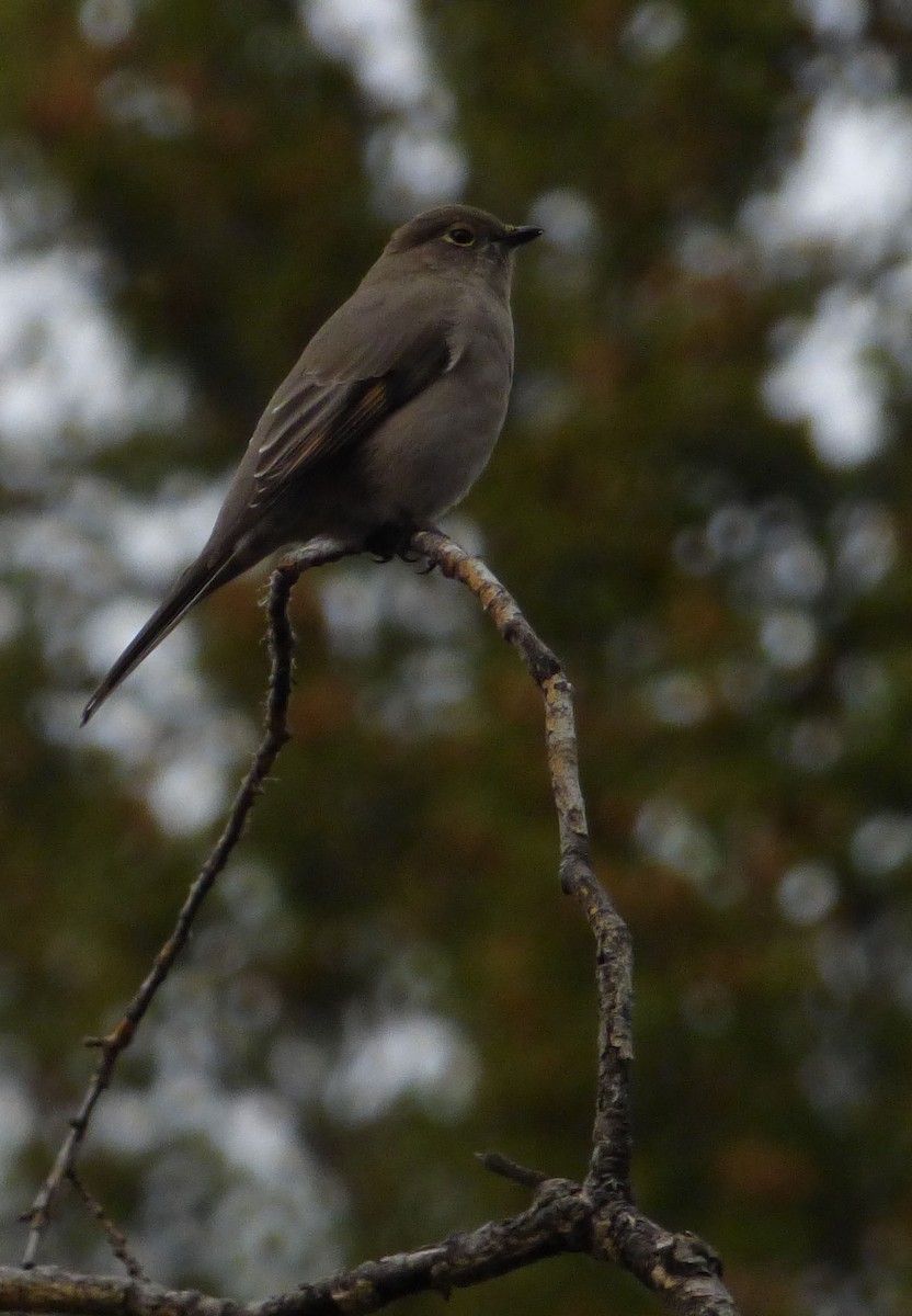 Townsend's Solitaire - ML37996871