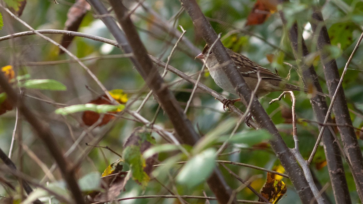 White-crowned Sparrow (leucophrys) - Todd Kiraly