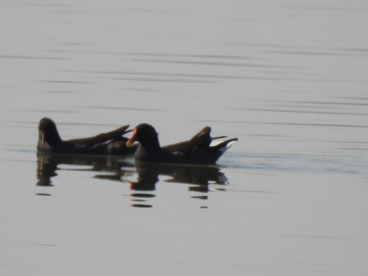 Eurasian Moorhen - ML379969031