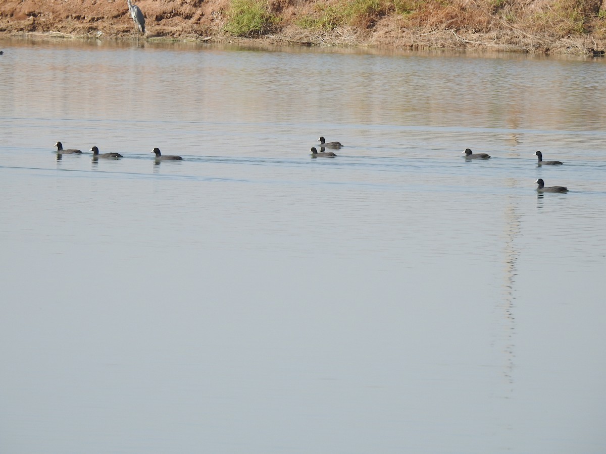 Eurasian Coot - Mohammad Kheylapoor