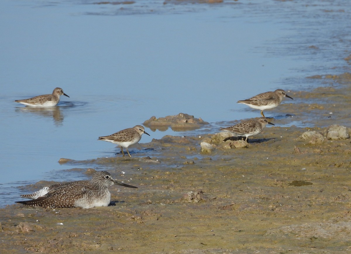 Least Sandpiper - Chris Davis