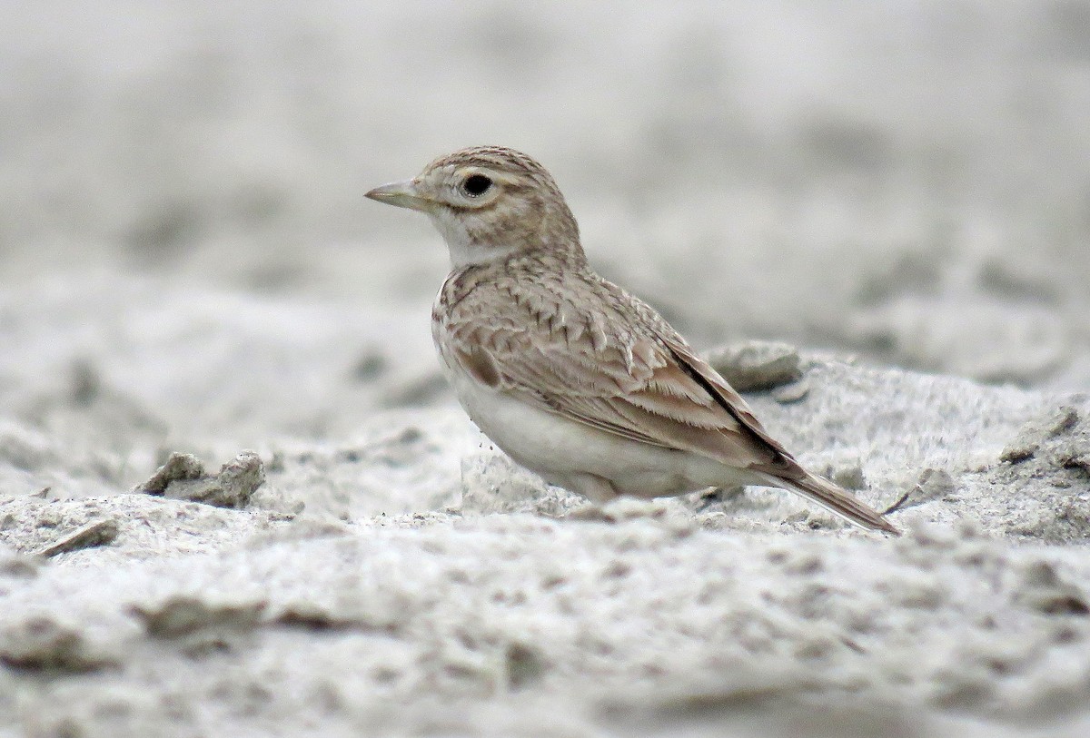 Sand Lark - Amit Thakurta