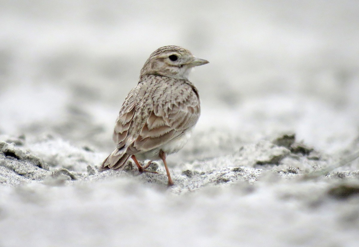 Sand Lark - ML379970901