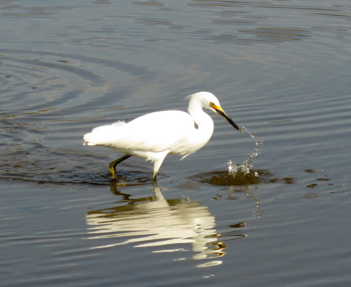 Snowy Egret - ML37997201