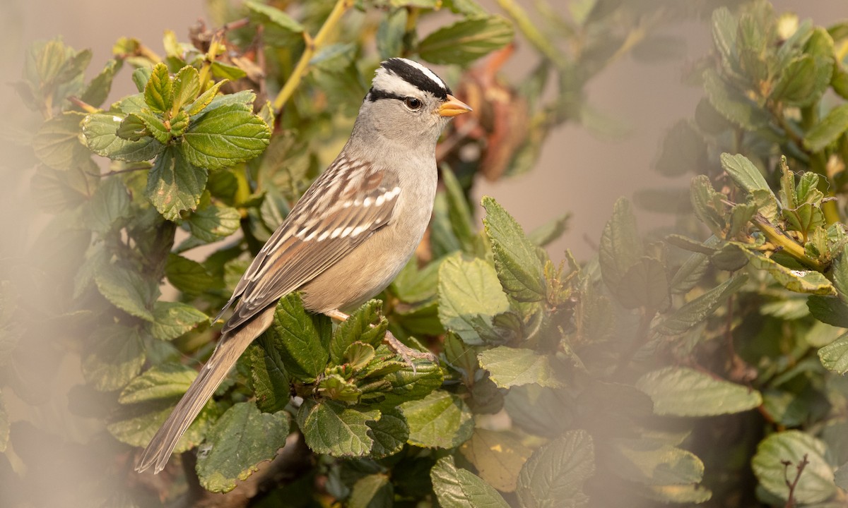 White-crowned Sparrow - ML379972661