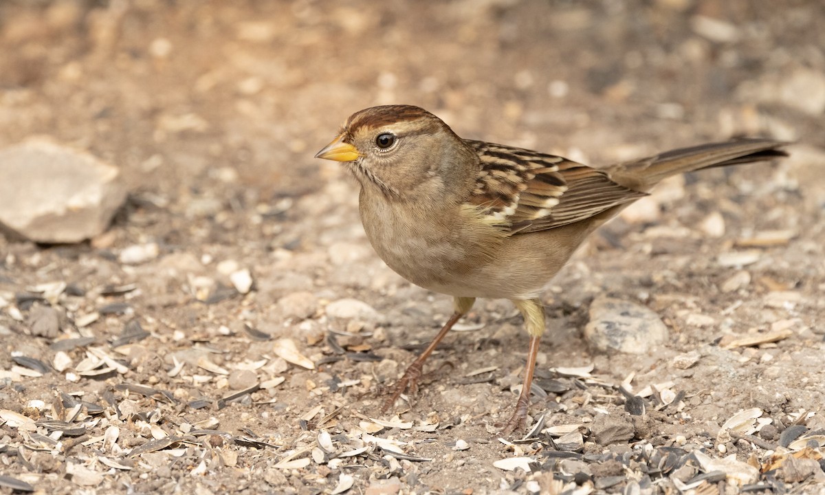 White-crowned Sparrow - ML379972671