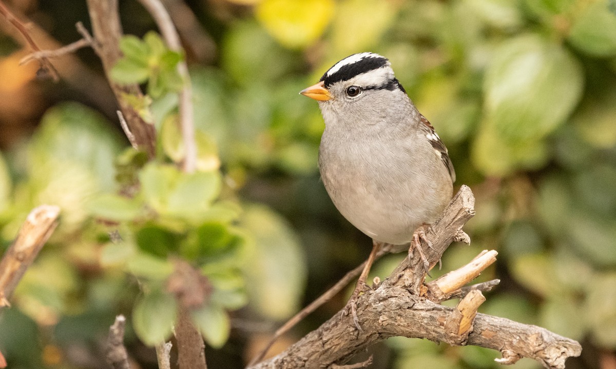 White-crowned Sparrow - ML379972691
