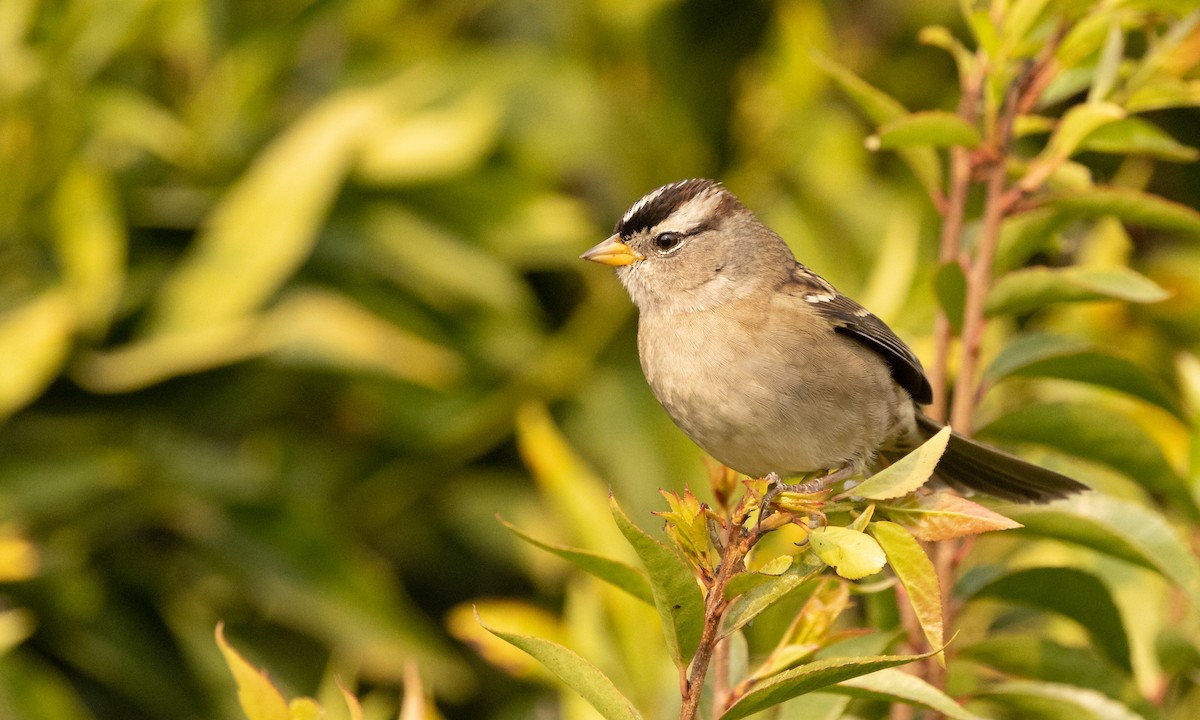 White-crowned Sparrow - Paul Fenwick