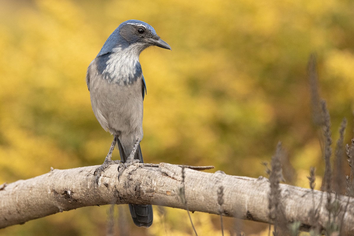 California Scrub-Jay - Paul Fenwick