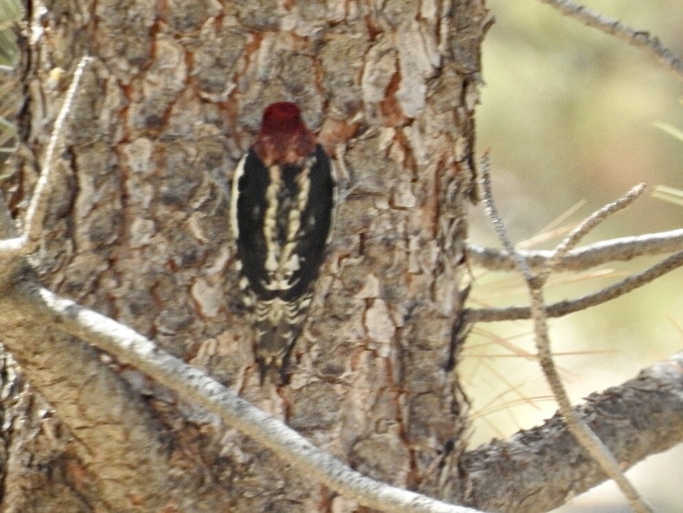 Red-breasted Sapsucker - ML379974931