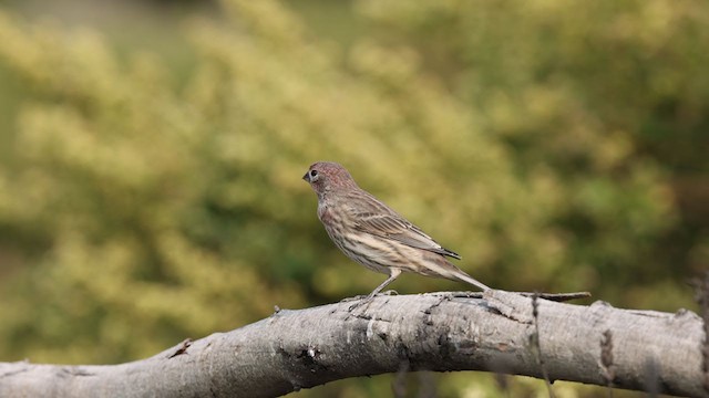 House Finch - ML379975741