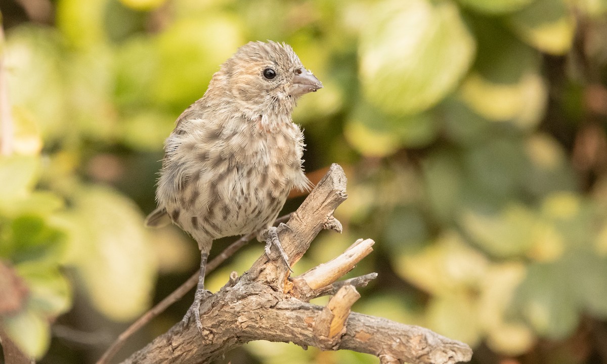 House Finch - ML379978151