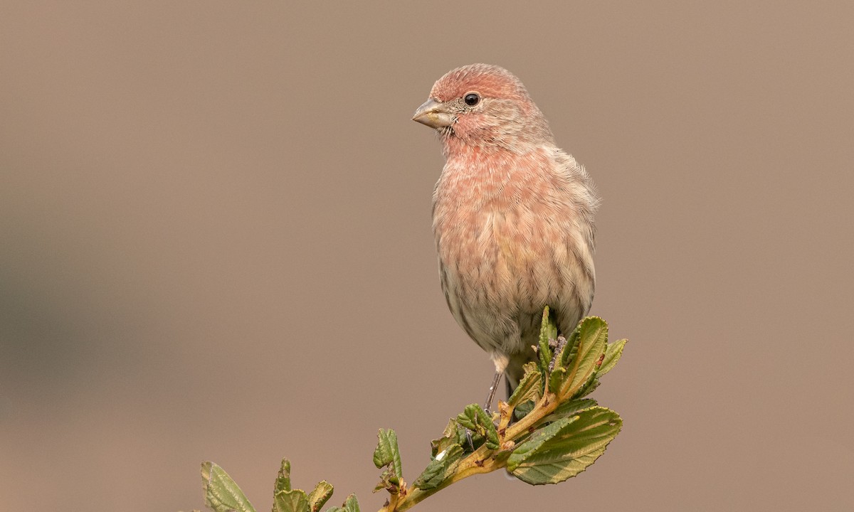 House Finch - ML379978161