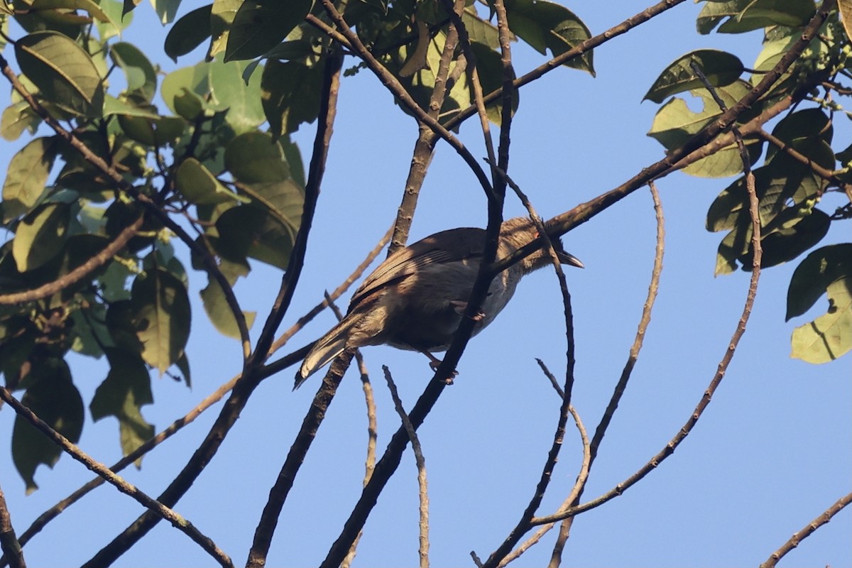 Red-eyed Bulbul - ML379978481