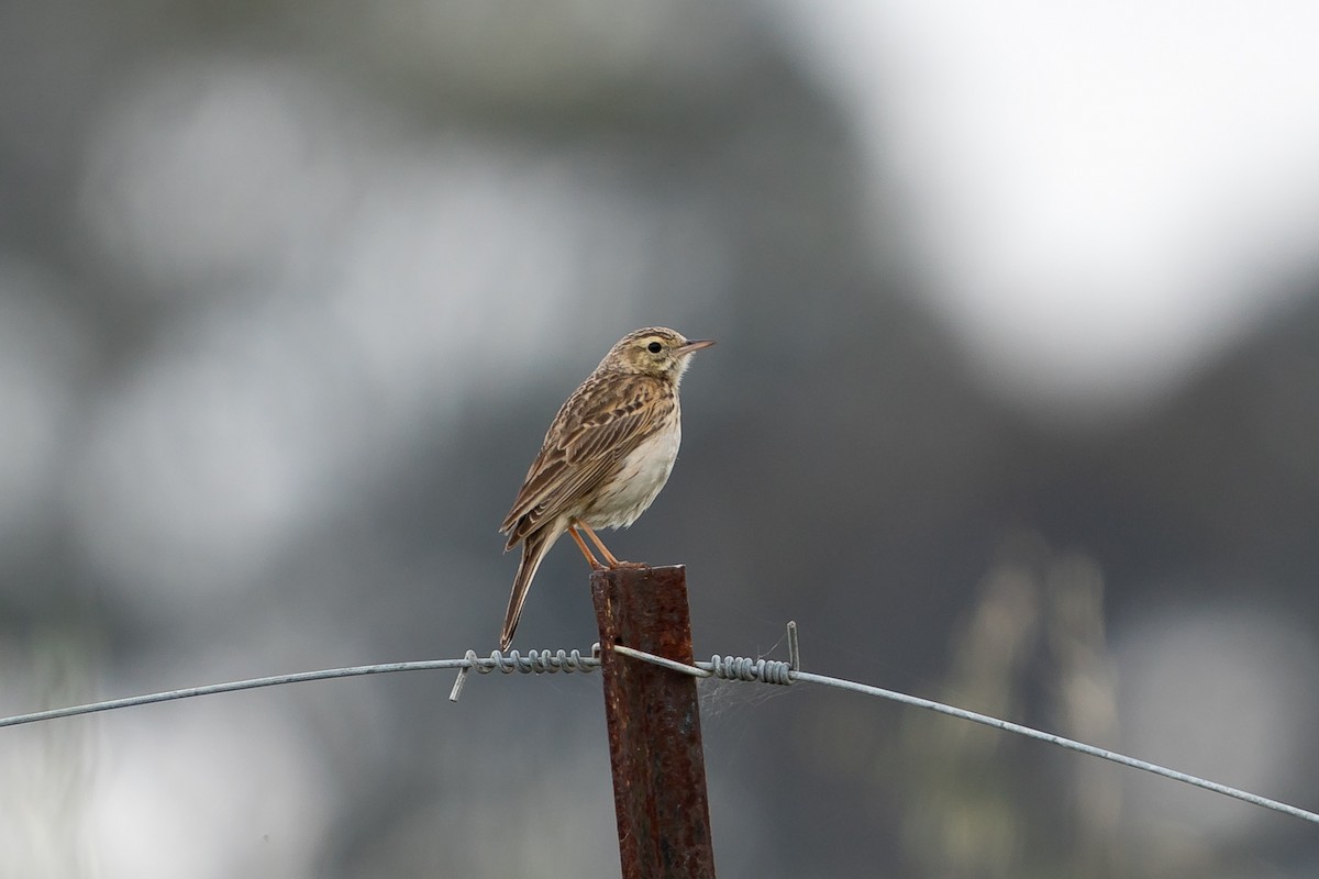 Australian Pipit - ML379979181