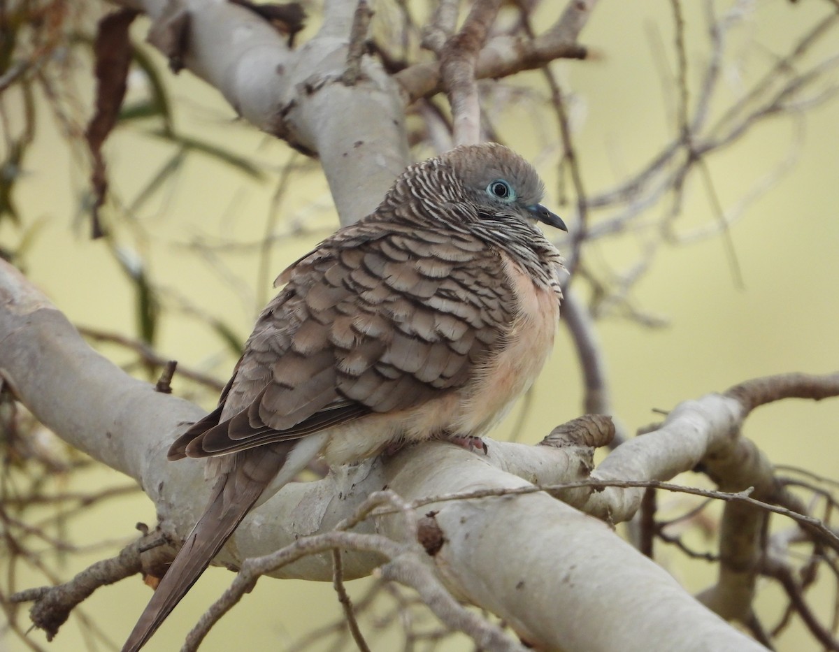 Peaceful Dove - ML379980331